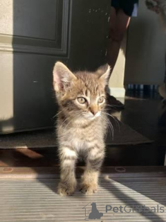 Photo №4. I will sell scottish fold in the city of Georgia.  - price - Is free