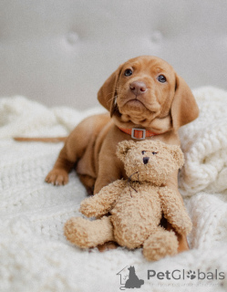 Photo №1. vizsla - for sale in the city of Minsk | 1059$ | Announcement № 138823