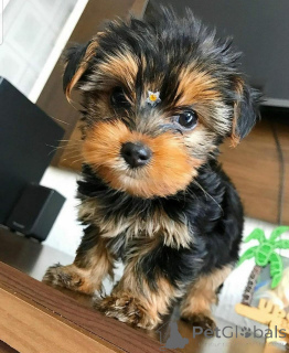 Photo №3. Ови малишани су недавно изгубили свог првобитног старатеља због болести и много. Montenegro