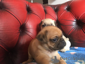 Photo №3. Lovely Pug puppies with Pedigree for sale. Germany