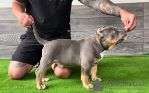 Additional photos: American Bully Pocket puppies