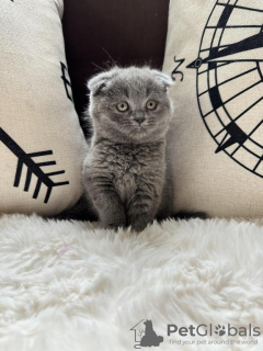 Photo №1. scottish fold - for sale in the city of Cologne | Is free | Announcement № 109734