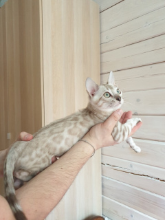 Photo №1. bengal cat - for sale in the city of St. Petersburg | negotiated | Announcement № 1486