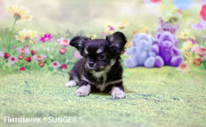 Photo №4. I will sell chihuahua in the city of Krivoy Rog. from nursery - price - 473$
