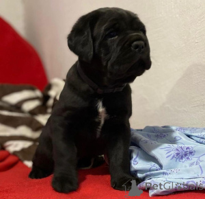 Photo №2 to announcement № 155090 for the sale of cane corso - buy in Germany breeder