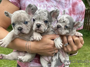 Photo №1. french bulldog - for sale in the city of Sydney | Is free | Announcement № 82173