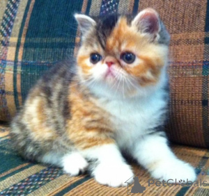 Photo №1. exotic shorthair - for sale in the city of Baumholder | negotiated | Announcement № 162302