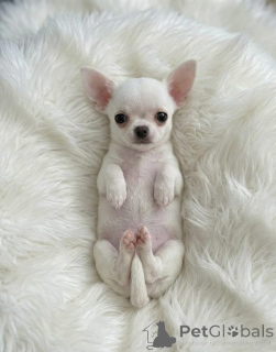 Photo №3. Beautiful Chihuahua Puppies Looking for Their Forever Homes. Switzerland