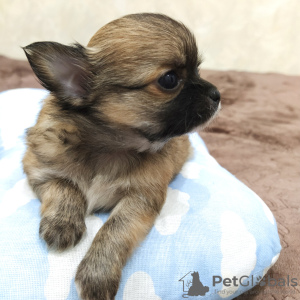 Photo №2 to announcement № 11192 for the sale of chihuahua - buy in Russian Federation from nursery