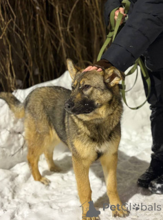 Photo №2 to announcement № 165691 for the sale of  - buy in Russian Federation private announcement