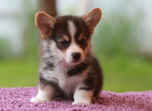 Photo №4. I will sell welsh corgi in the city of Moscow. from nursery, breeder - price - 1047$