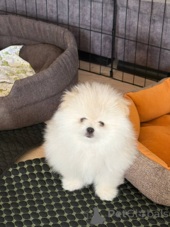 Photo №2 to announcement № 168934 for the sale of pomeranian - buy in Belarus breeder