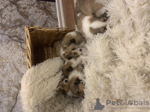 Photo №1. rough collie - for sale in the city of Drzycim | negotiated | Announcement № 81050