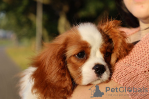 Photo №2 to announcement № 50678 for the sale of cavalier king charles spaniel - buy in Russian Federation breeder