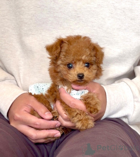 Photo №2 to announcement № 163989 for the sale of poodle (toy) - buy in Germany breeder