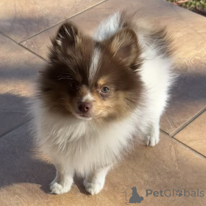Photo №2 to announcement № 136012 for the sale of pomeranian - buy in Germany 