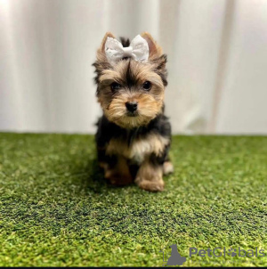 Photo №2 to announcement № 110528 for the sale of yorkshire terrier - buy in United States private announcement, breeder