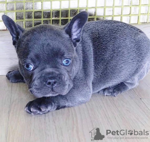 Photo №1. french bulldog - for sale in the city of Plunge | negotiated | Announcement № 77779