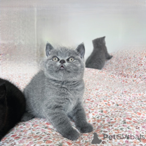 Photo №4. I will sell british shorthair in the city of Mannheim. breeder - price - negotiated