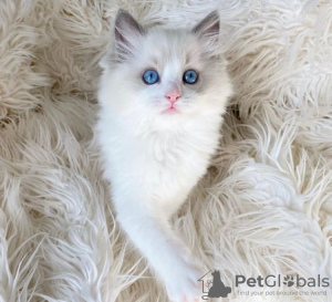 Photo №1. ragdoll - for sale in the city of Denver | 350$ | Announcement № 104317