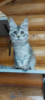 Photo №2 to announcement № 148390 for the sale of maine coon - buy in Russian Federation from nursery