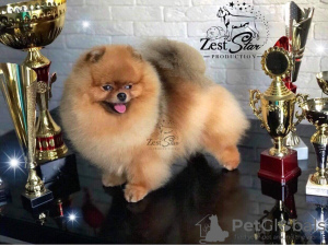Additional photos: Amazing pomeranian! Fast delivery! guarantee small size.