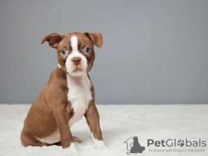 Photo №3. Boston Terrier Puppies. Finland