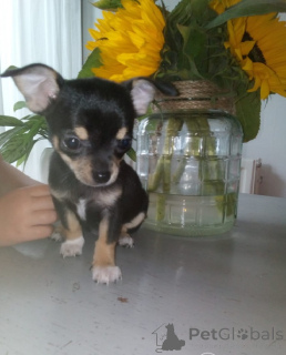 Photo №4. I will sell chihuahua in the city of Dejret. private announcement, breeder - price - 671$