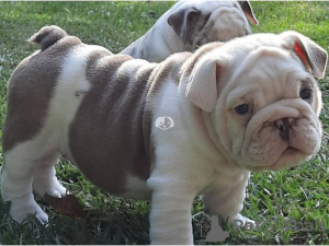 Photo №2 to announcement № 78761 for the sale of english bulldog - buy in Finland from the shelter, breeder