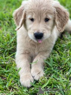 Photo №1. golden retriever - for sale in the city of Texas City | Is free | Announcement № 46546