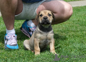 Additional photos: South African Boerboel Mastiff puppies