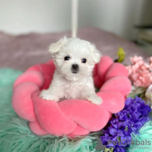 Photo №1. maltese dog - for sale in the city of Neuchâtel | 371$ | Announcement № 107518