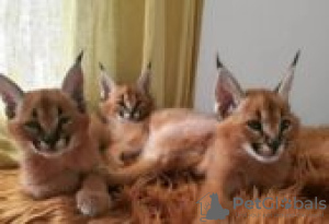 Photo №1. caracal - for sale in the city of Ruka | Is free | Announcement № 130725