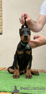 Photo №2 to announcement № 20908 for the sale of dobermann - buy in Russian Federation private announcement