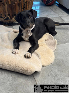 Photo №2 to announcement № 134406 for the sale of non-pedigree dogs - buy in Russian Federation 