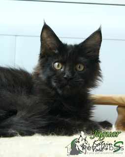 Photo №1. maine coon - for sale in the city of St. Petersburg | 552$ | Announcement № 22510