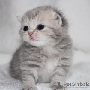 Photo №1. scottish fold - for sale in the city of Шымкент | negotiated | Announcement № 10547