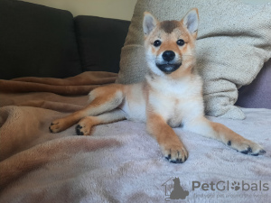 Photo №3. Shiba female for sale. Poland