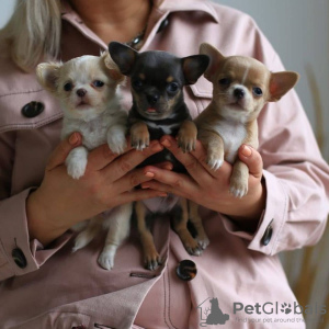 Photo №2 to announcement № 124060 for the sale of chihuahua - buy in United States private announcement