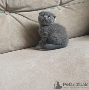 Photo №2 to announcement № 89447 for the sale of scottish fold - buy in Czech Republic 