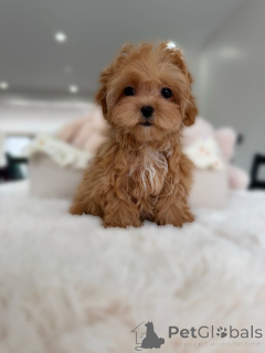Photo №3. Loving Maltipoo Puppies Looking for Forever Homes. Germany