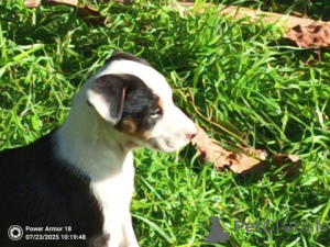 Photo №3. Border-Collie-Welpe. Germany
