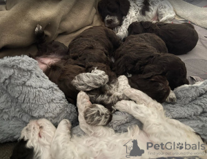 Additional photos: Lagotto Romagnolo puppies