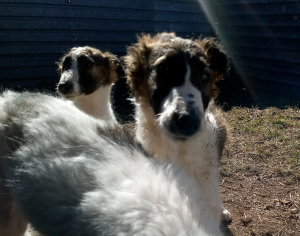 Photo №1. borzoi - for sale in the city of Tver | 130$ | Announcement № 1770