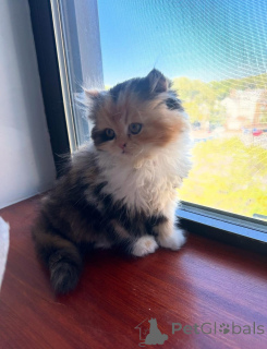 Photo №1. persian cat - for sale in the city of Leipzig | negotiated | Announcement № 165341