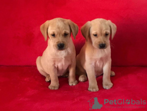 Photo №1. labrador retriever - for sale in the city of Bucharest | 317$ | Announcement № 70068