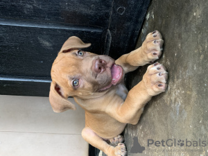 Additional photos: Home trained Boerboel puppies available now