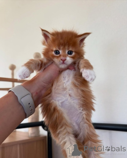 Photo №1. maine coon - for sale in the city of Munich | 282$ | Announcement № 150583