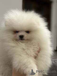 Photo №1. pomeranian - for sale in the city of Kassel | negotiated | Announcement № 37321