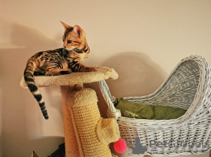 Photo №4. I will sell bengal cat in the city of Москва. from nursery - price - negotiated